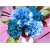 Nasiona Goździk ogrodowy niebieski szt.5 Nxx538