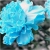 Nasiona Goździk ogrodowy niebieski szt.5 Nxx538