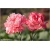 Nasiona Goździk ogrodowy różowy 5 szt. Nxx541