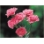 Nasiona Goździk ogrodowy różowy 5 szt. Nxx541