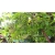 Nasiona Graviola Flaszowiec szt.3 Nxx148
