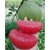 Nasiona Grejpfrut Pomelo szt.3 Nxx103