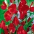 Nasiona Groszek pachnący czerwony Scarlet szt.10 Nxx730