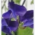 Nasiona Groszek pachnący fiolet navy blue szt.6 Nxx727