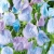 Nasiona Groszek pachnący jasnoniebieski szt.5 Nxx732