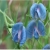 Nasiona Groszek pachnący niebieski szt.5 Nxx733