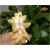 Nasiona Grudnik żółty szt.5 Nxx555