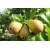 nasiona Grusza pospolita Pyrus communis szt5 Fore214