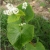 Nasiona Gryka zwyczajna ziele gryki szt.5 Nxx564
