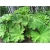 Nasiona Gunera największe liście szt.5 Nxx632