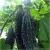Nasiona Gurda Black Pearl szt.3 Nxx525