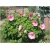Nasiona Hibiskus bagienny mix  szt.5 Nxx125