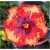 Nasiona Hibiskus czerwono-żółta 5 szt. Nxx318