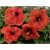 Nasiona Hibiskus czerwono-żółta 5 szt. Nxx318