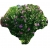 Nasiona Hibiskus ketmia lila-róż szt.5 N267