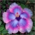 Nasiona Hibiskus ketmia lila-róż szt.5 Nxx267