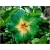 Nasiona Hibiskus zielona szt.5 Nxx320