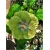 Nasiona Hibiskus zielona szt.5 Nxx320