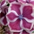 Nasiona Hortensja róż-białe brzegi szt.5 Nxx283