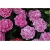 Nasiona Hortensja róż-białe brzegi szt.5 Nxx283