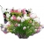 Nasiona Hortensja waniliowo-truskawkowa szt.5 N195