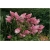Nasiona Hortensja waniliowa szt.5 Nxx195