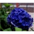 Nasiona Hortensja ciemnoniebieska szt.4 Nxx364
