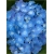 Nasiona Hortensja niebieska szt.4 Nxx361