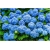 Nasiona Hortensja niebieska szt.4 Nxx361
