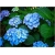 Nasiona Hortensja niebieska szt.4 Nxx361