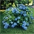 Nasiona Hortensja niebieska szt.4 Nxx361