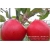 Nasiona Jabłko czerwone szt.5 Nxx26