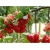Nasiona Jabłoń Rose Czapetka szt.5 Nxx162