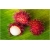 Nasiona Jagodzian Rambutan szt.3 Nxx546