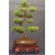 Nasiona Jałowiec na bonsai szt.5 Nxx279