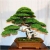 Nasiona Jałowiec na bonsai szt.5 Nxx279