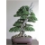 Nasiona Jałowiec na bonsai szt.5 Nxx279