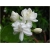 Nasiona Jaśmin arabski biały szt.3 Nxx584