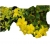Nasiona Jaśmin kwiecisty żółty szt.3 N435