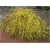 Nasiona Jaśmin kwiecisty żółty szt.3 Nxx435
