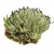 Nasiona Kaktus Jardin powietrzny szt.10 N376