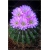Nasiona Kaktus kwitnący mix szt.10 Nxx197