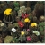 Nasiona Kaktus kwitnący mieszanka szt.20 Nxx740