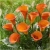 Nasiona Kalia pomarańczowa szt.5 Nxx445