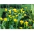 Nasiona Kalia żółta szt.5 Nxx443