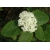 nasiona Kalina hordowina Viburnum lantana szt5 Fore236