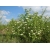 nasiona Kalina hordowina Viburnum lantana szt5 Fore236