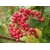 nasiona Kalina hordowina Viburnum lantana szt5 Fore236