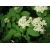 nasiona Kalina hordowina Viburnum lantana szt5 Fore236