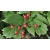 nasiona Kalina koralowa Viburnum opulus szt5 Fore237